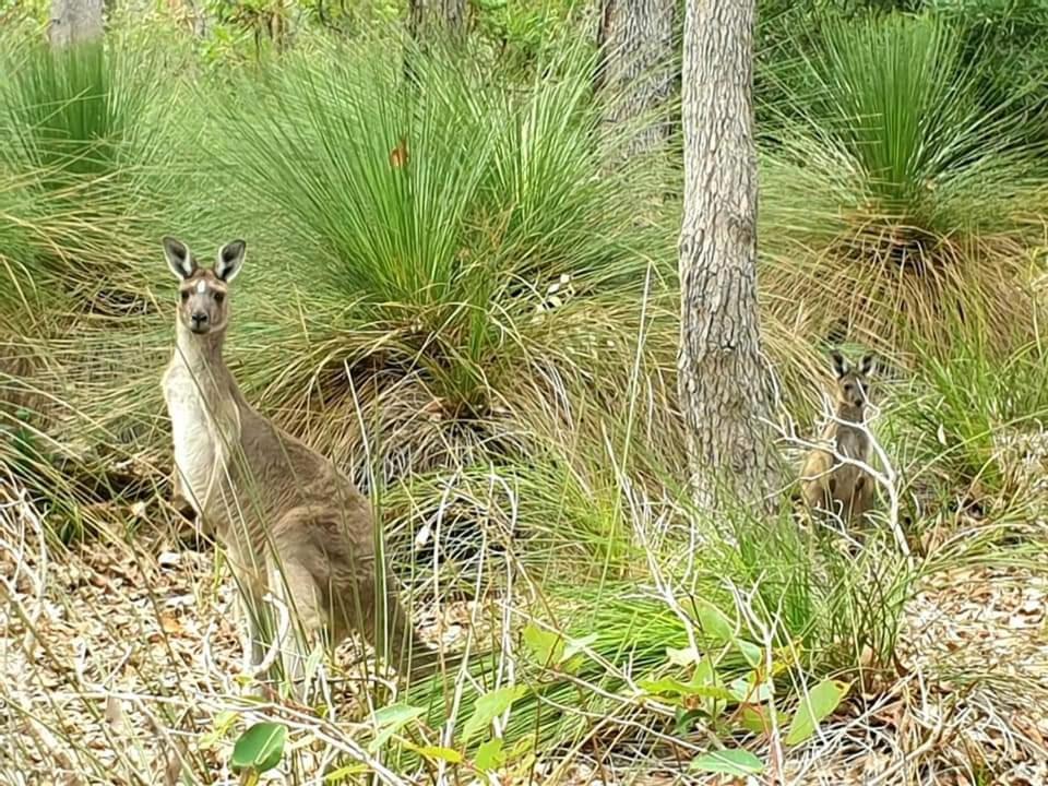 Bussells Bushland Cottages Margaret River Eksteriør billede
