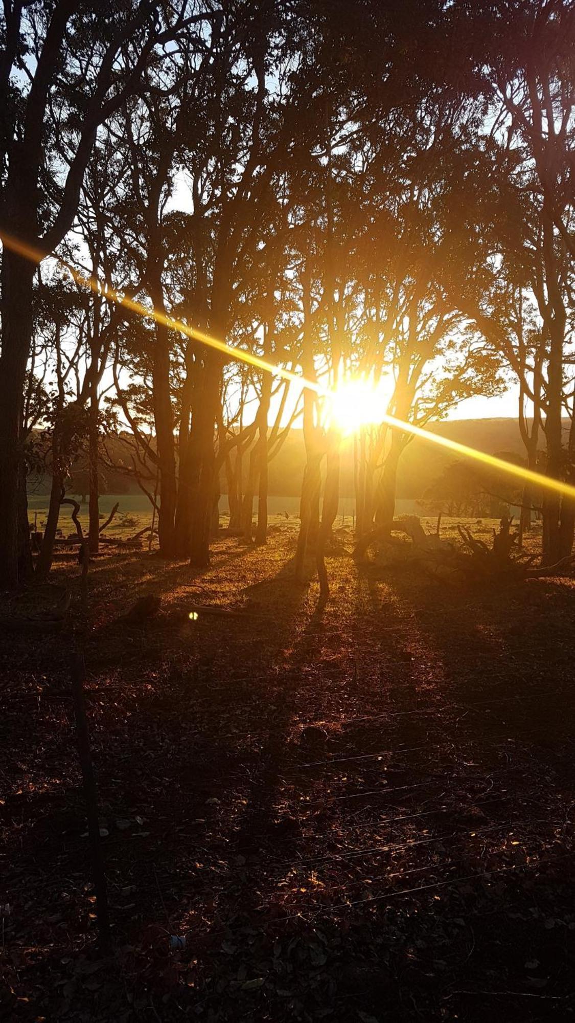 Bussells Bushland Cottages Margaret River Eksteriør billede